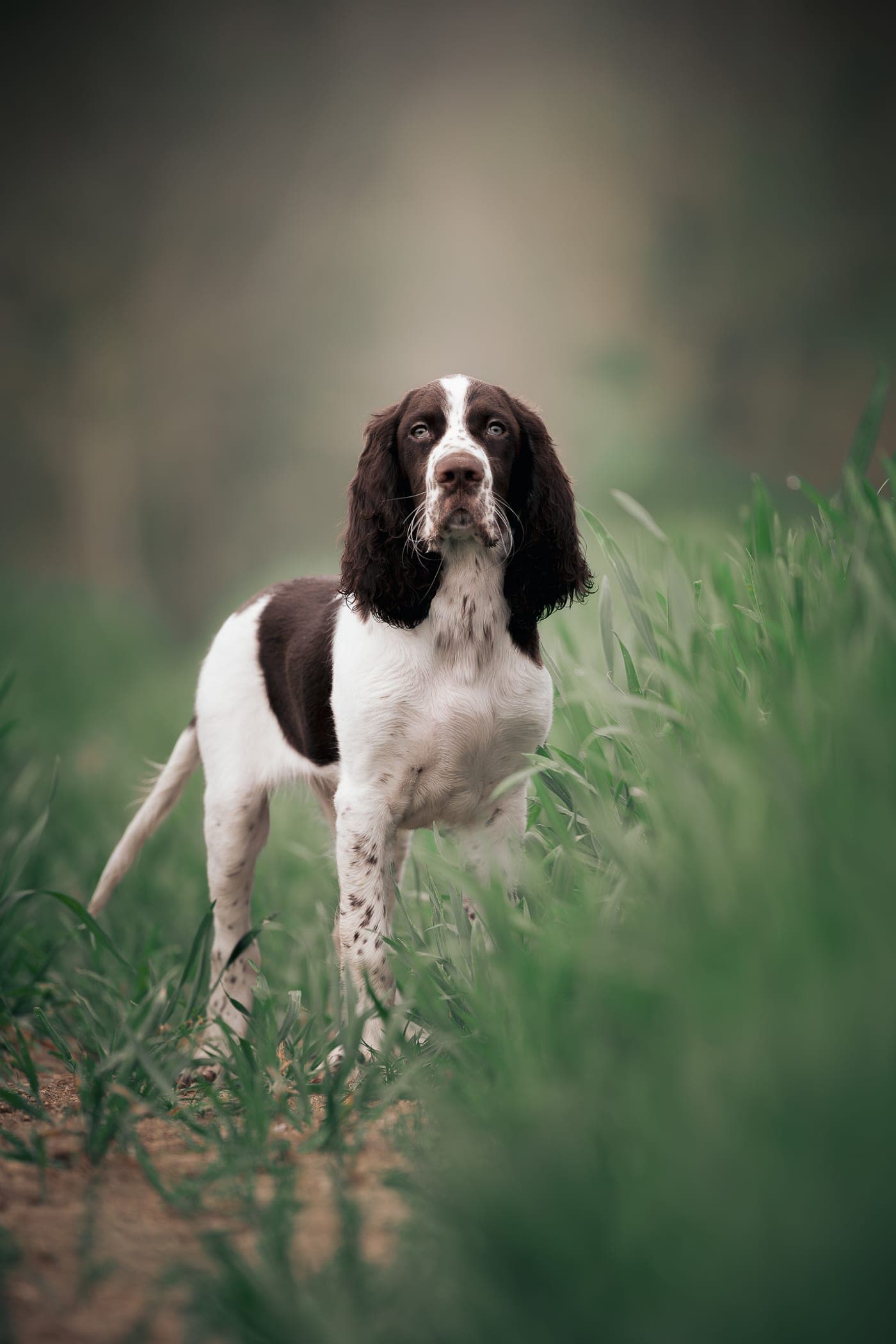 Brownie, springer anglais, debout dans les blés