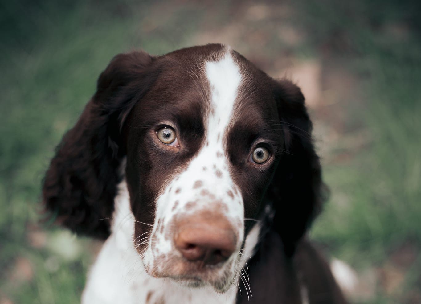 Chiot springer anglais assis dans l'herbe, le regard levé