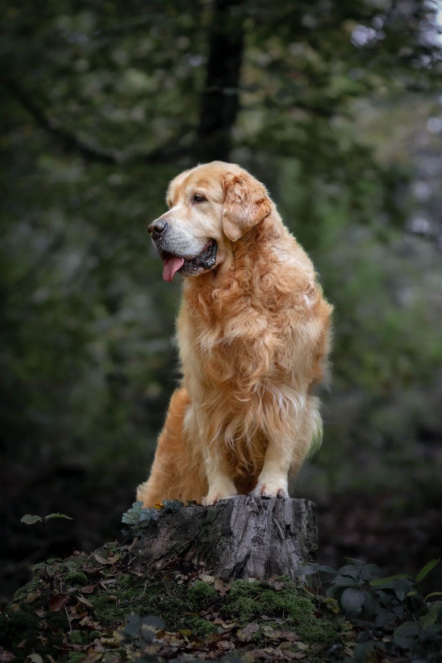Golden retriever assis sur une souche, en sous-bois